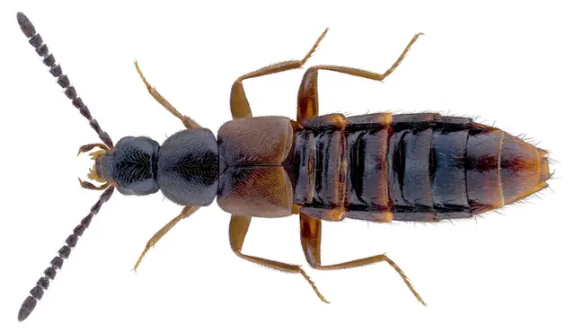Liogluta microptera
