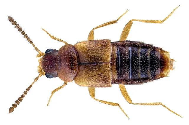Agaricochara latissima