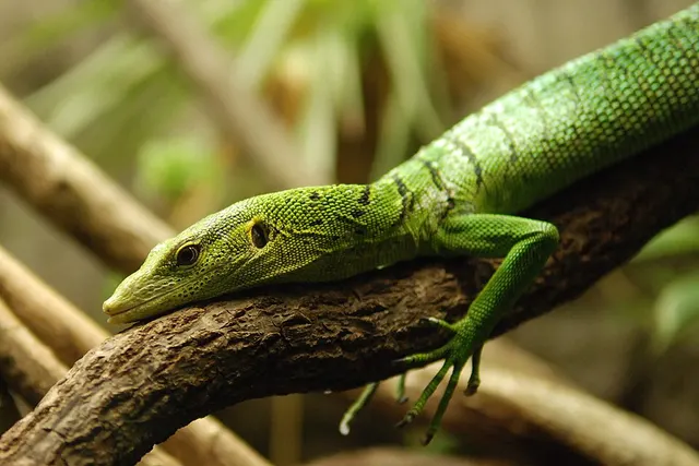 Varanus