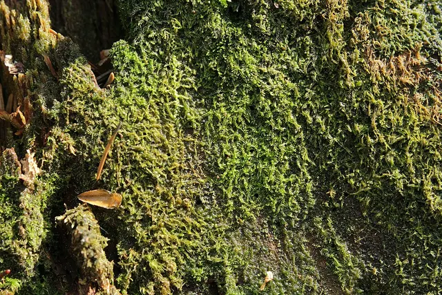 Cephalozia catenulata