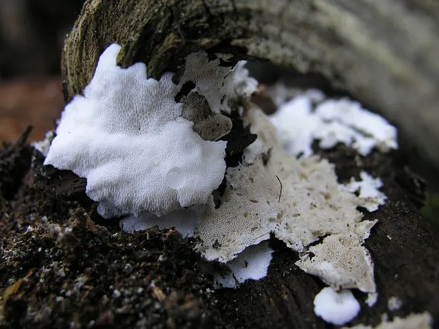 Postia sericeomollis