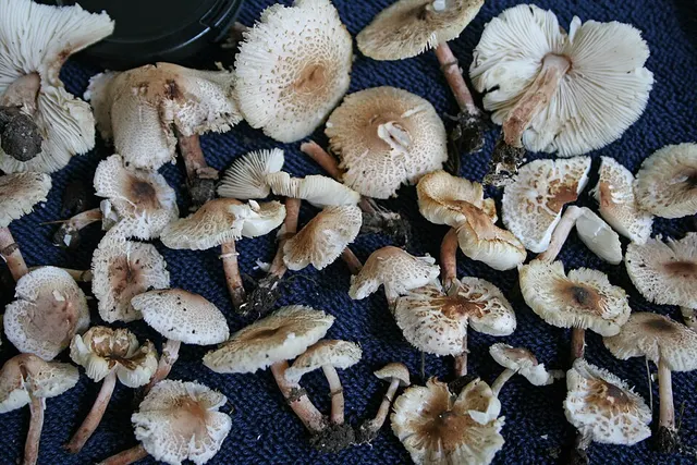 Lepiota lilacea