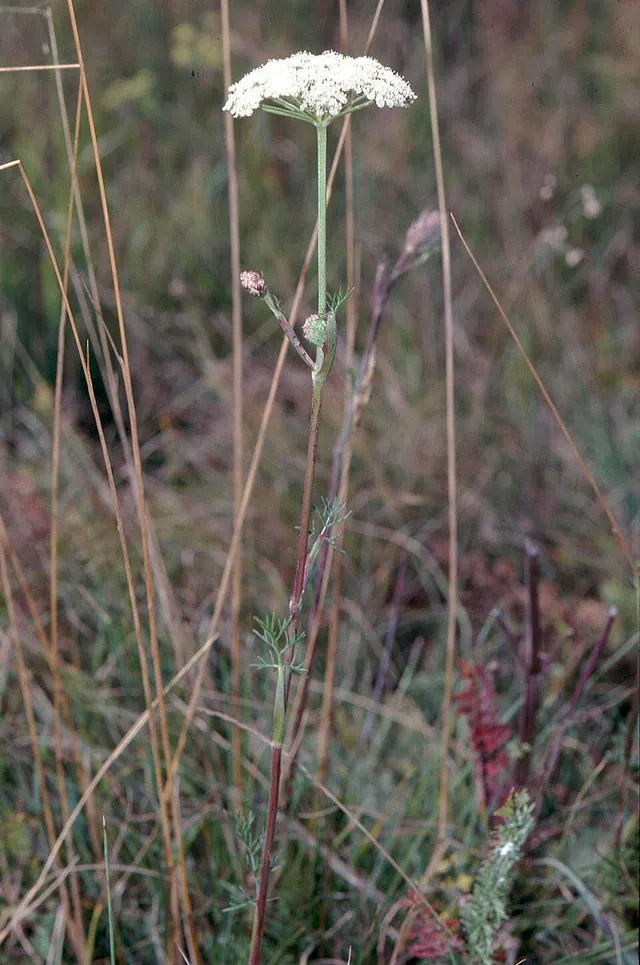 Seseli annuum