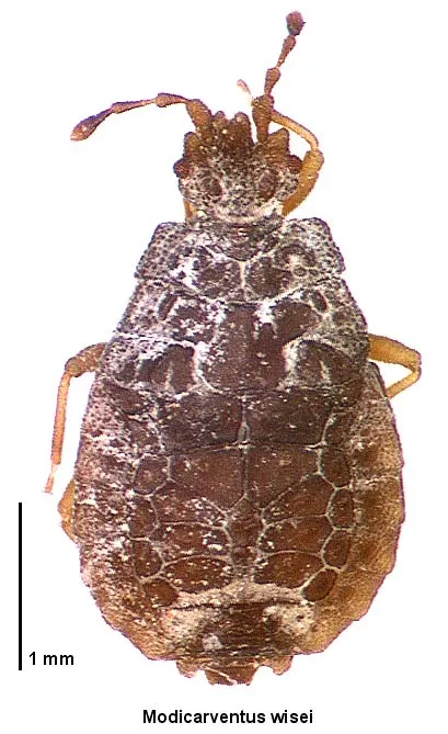 Modicarventus