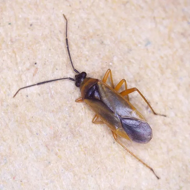 Brachyarthrum