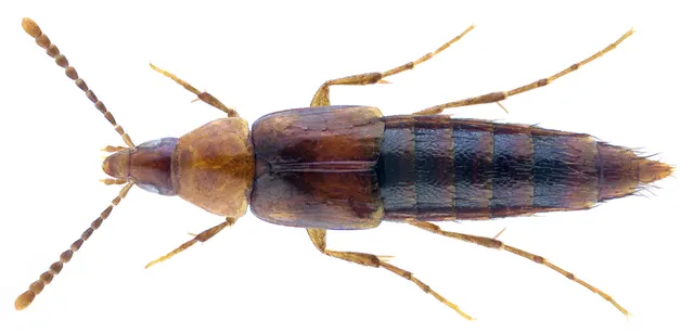 Ischnosoma