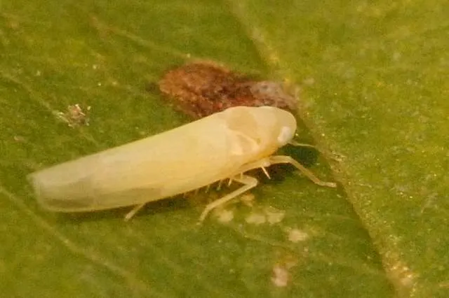 Rhopalopyx