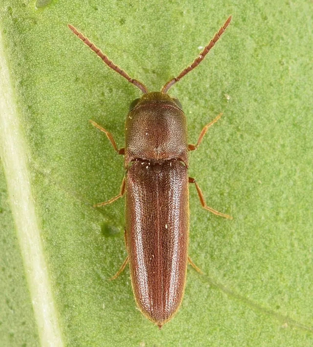 Dirrhagofarsus