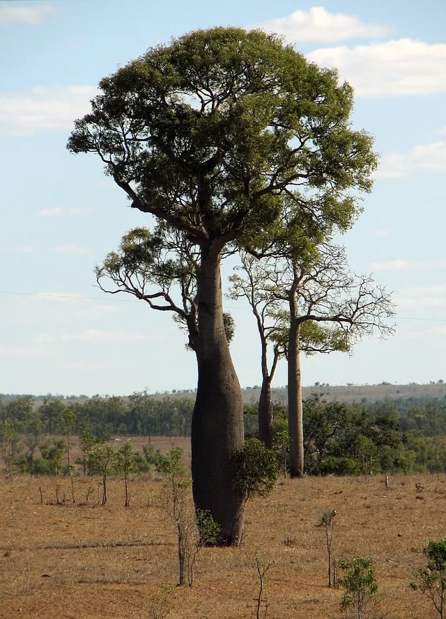 Brachychiton rupestris