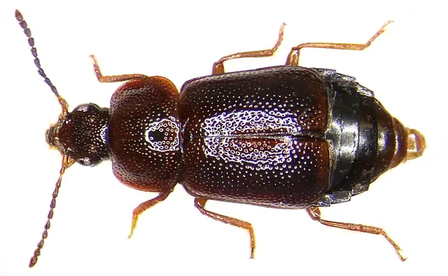Olophrum