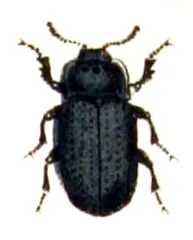 Melanimon