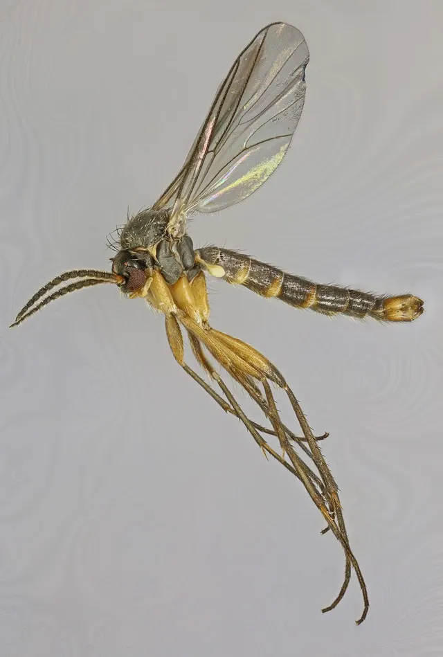 Synapha