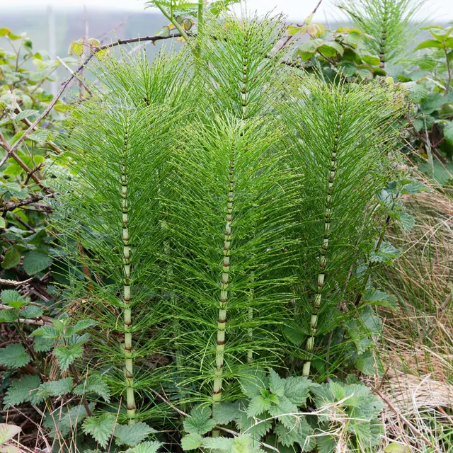 Equisetum