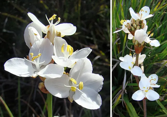 Libertia chilensis