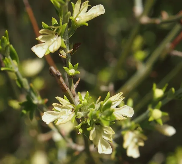 Teucrium teucriiflorum