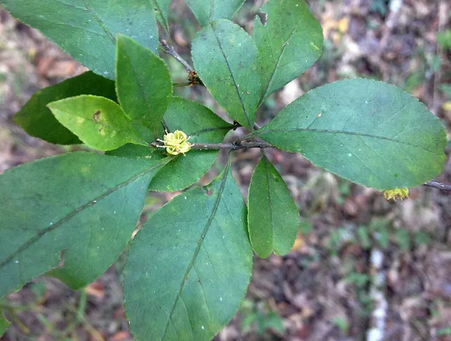 Forestiera ligustrina
