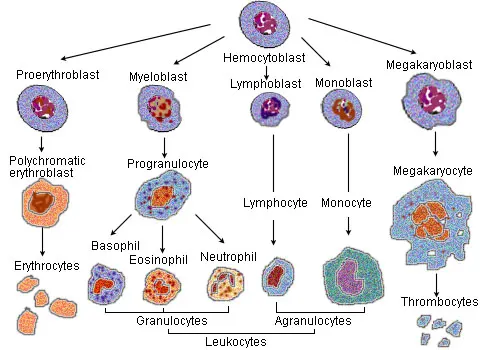 Cellule sanguine