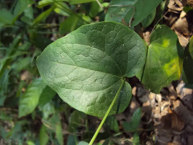 Solena amplexicaulis