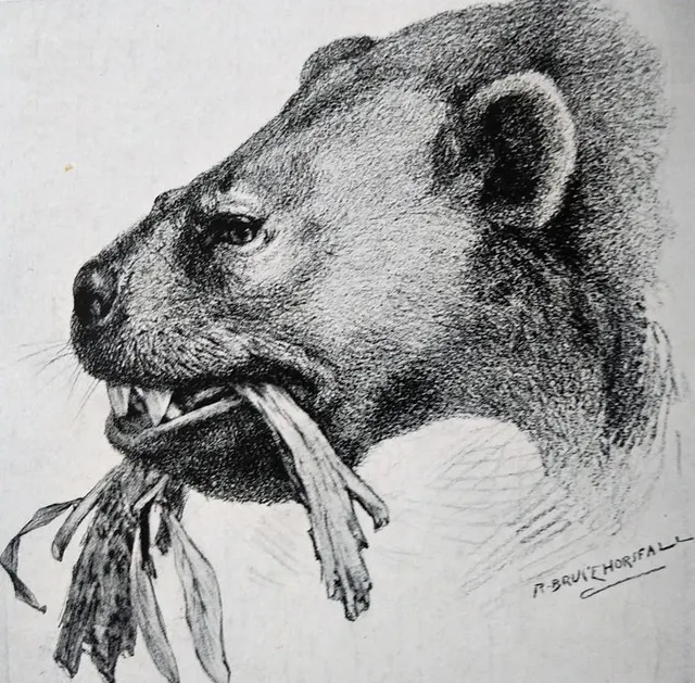 Ectoganus