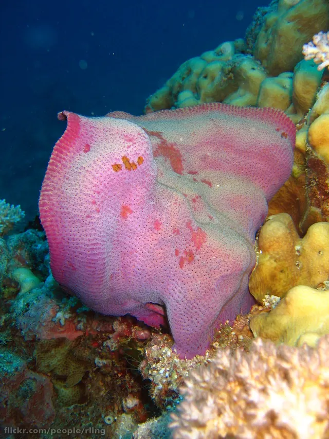 Ianthella