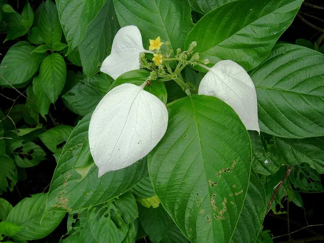 Mussaenda raiateensis
