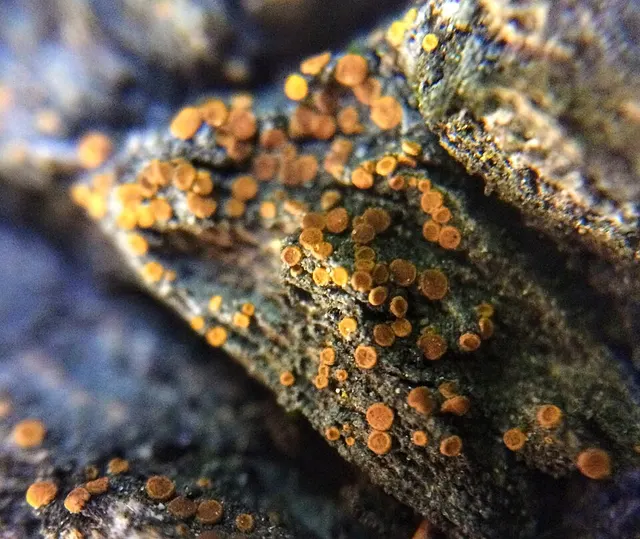 Athallia holocarpa