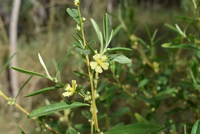 Hibbertia brevipedunculata