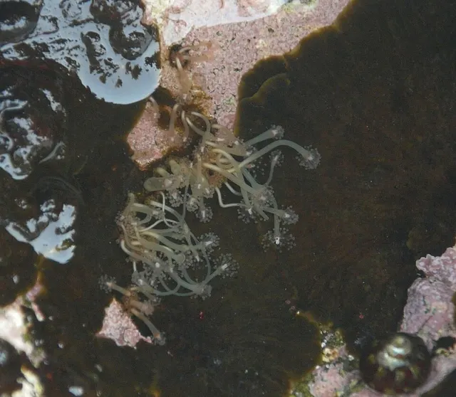 Hydrocoryne