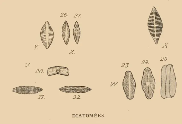 Achnanthaceae