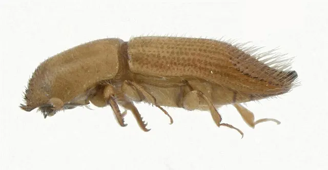 Sampsonius