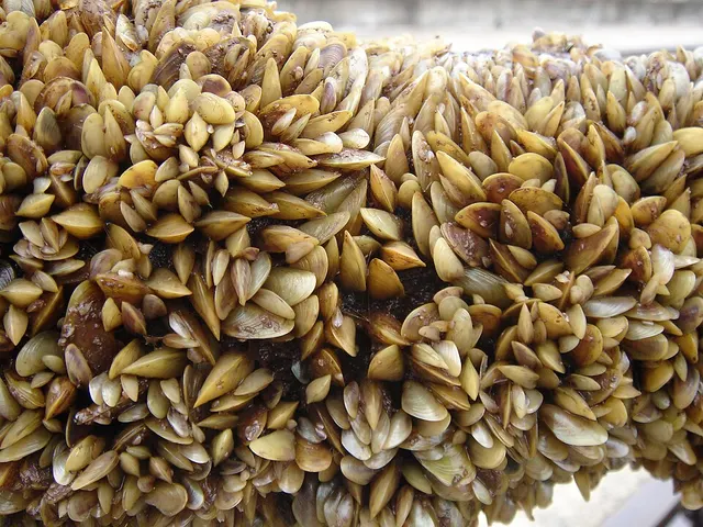 Limnoperna