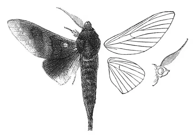 Suana