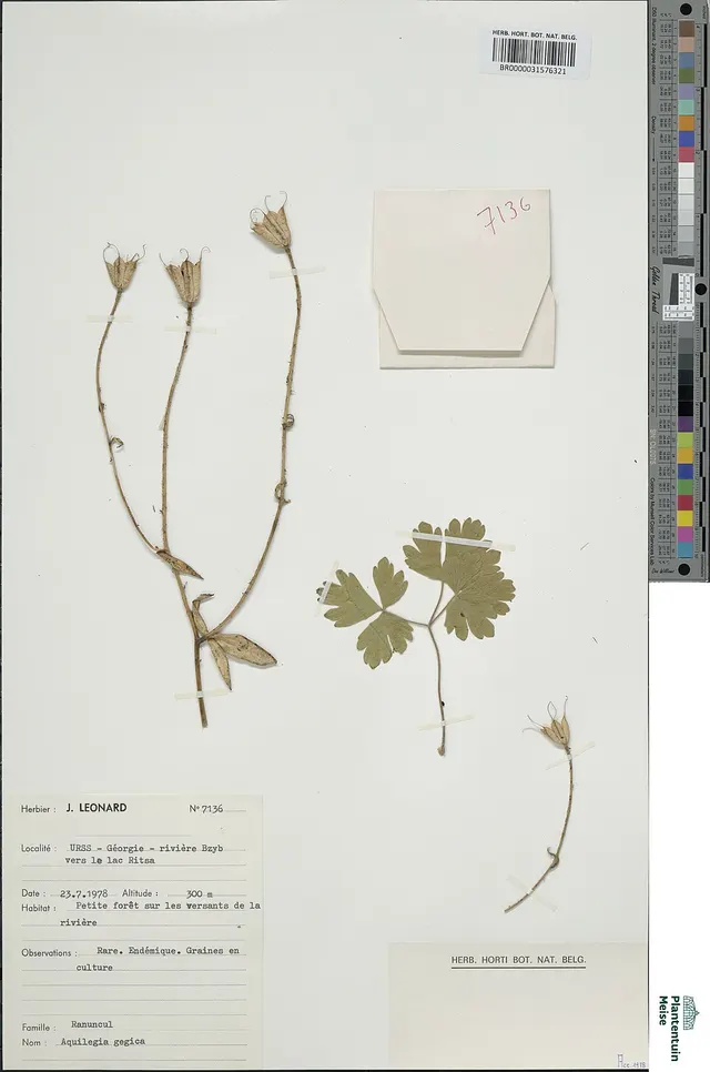 Aquilegia gegica
