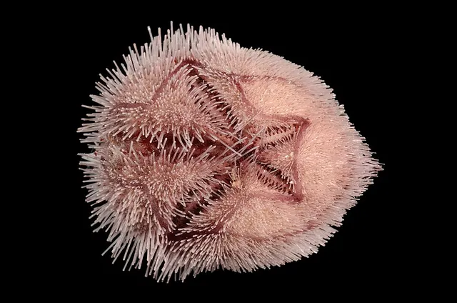 Schizasteridae