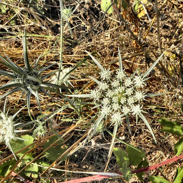 Exoacantha