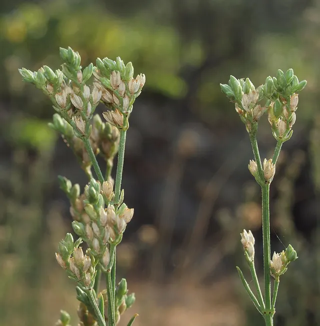 Ortegia