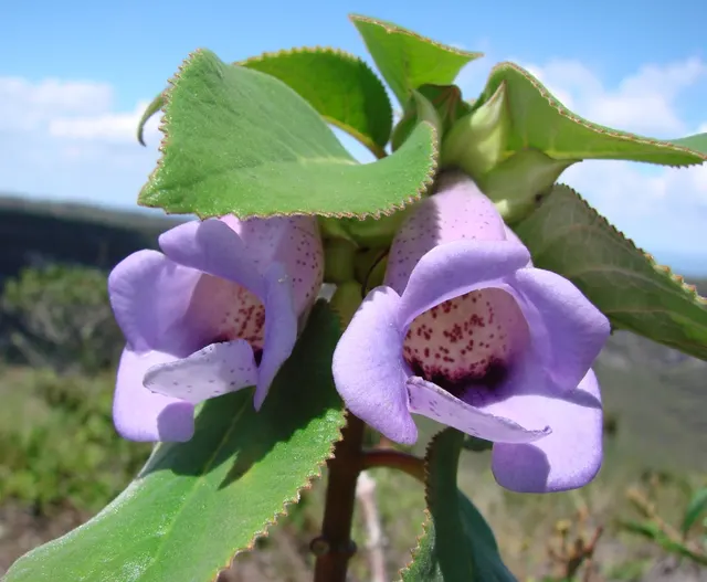 Paliavana