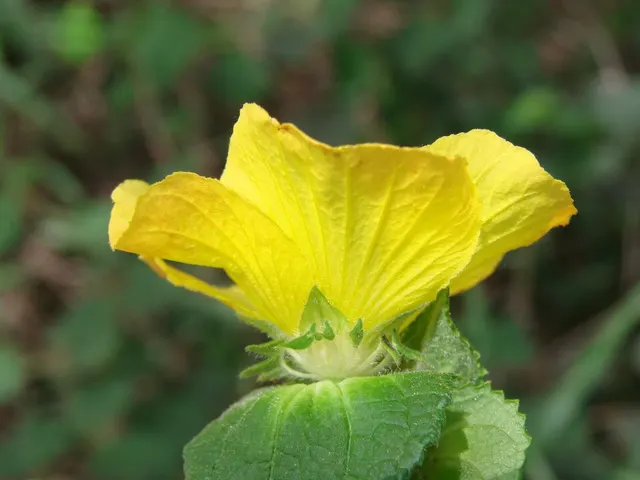 Peltaea