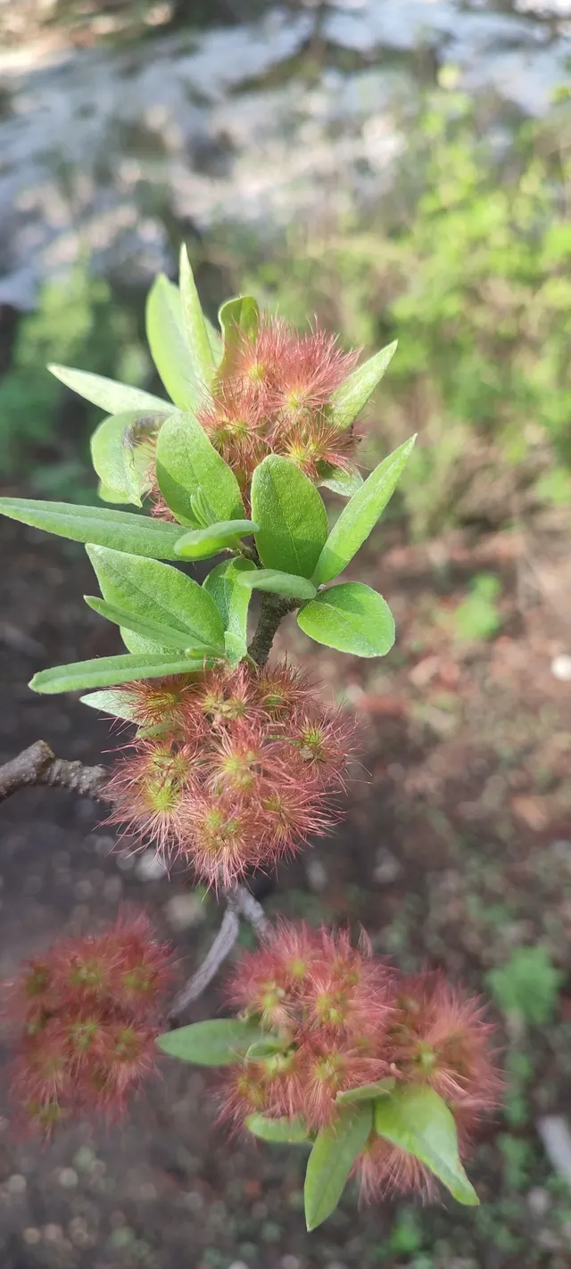 Lasiocarpus