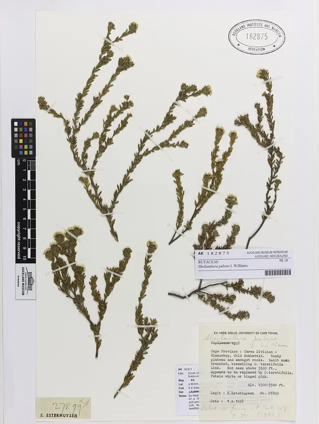 Sheilanthera