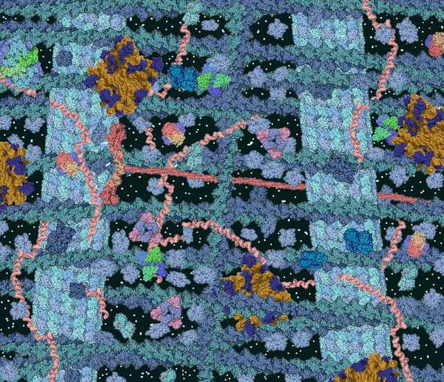 Cytosol