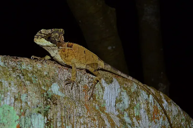 Corytophanes hernandesii