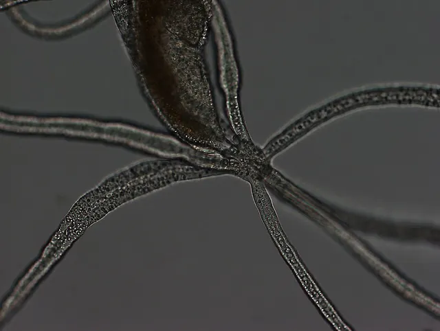 Halammohydridae