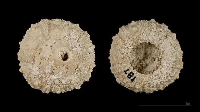 Saleniidae