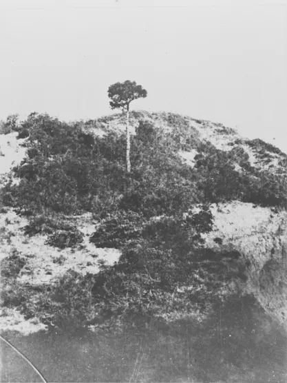 Lone Pine