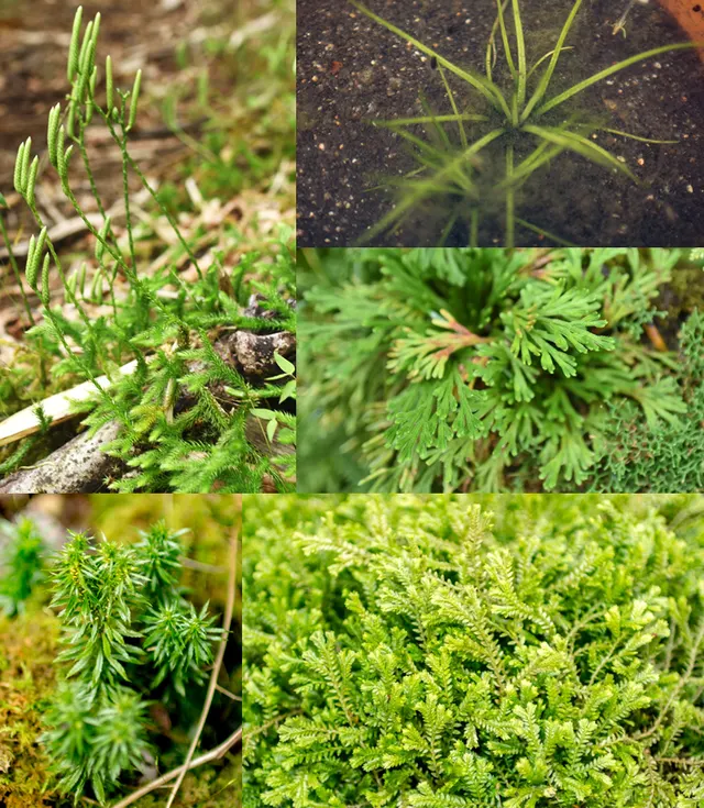 Lycophyte