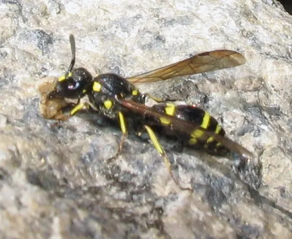 Symmorphus cristatus