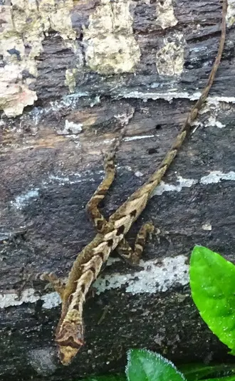 Anolis marsupialis