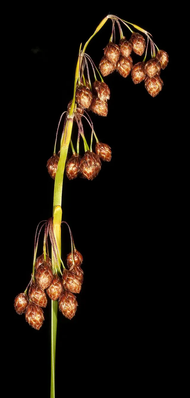 Tremulina tremula