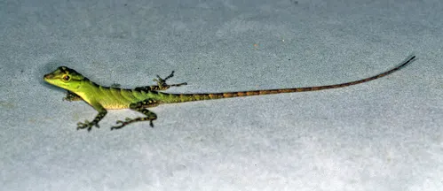 Anolis squamulatus